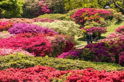 🌸 구루메 삼림 철쭉 공원 (쿠루메 신린츠츠지코엔) 이미지 2
